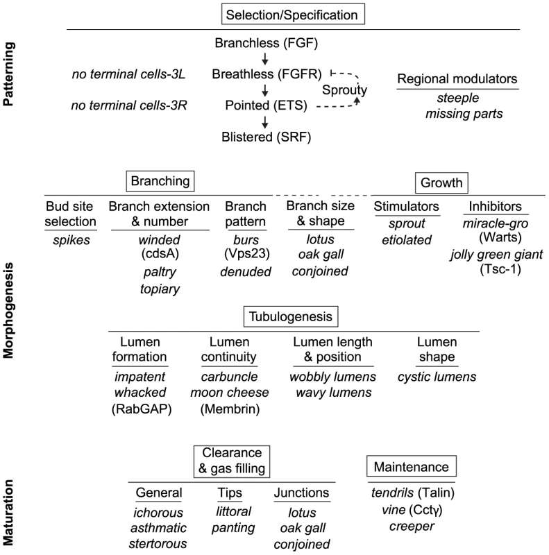 Genetic dissection of terminal branch morphogenesis.