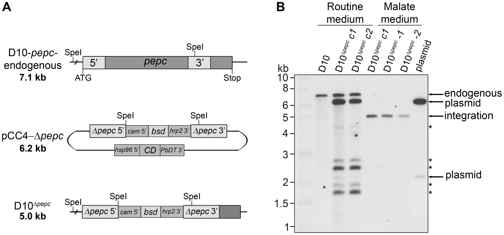 Gene replacement of <i>pepc</i>.