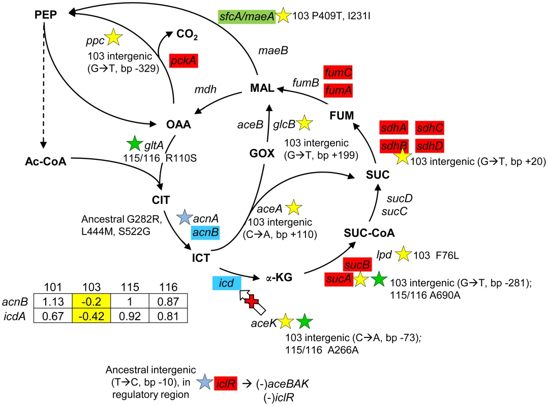Gene expression and SNPs among loci in the TCA cycle and glyoxylate shunt.