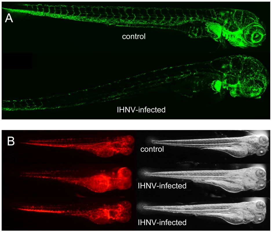 IHNV infection destroys vascular endothelium but not erythrocytes.