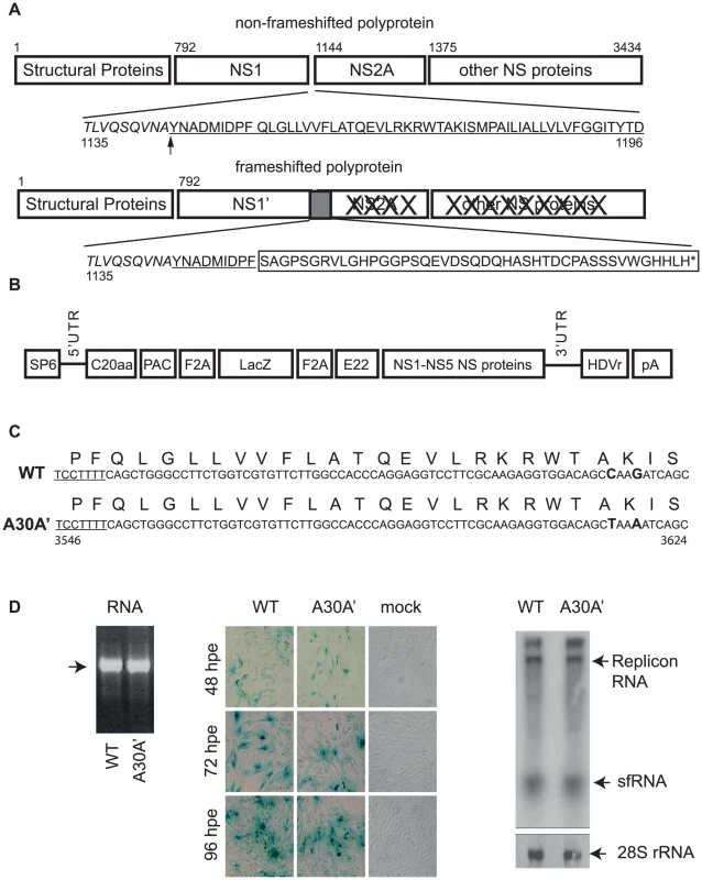 WT and A30A′ replicons show similar rates of replication in BHK cells electroporated with KUNRep-WT or KUNRep-A30A transcribed RNAs.