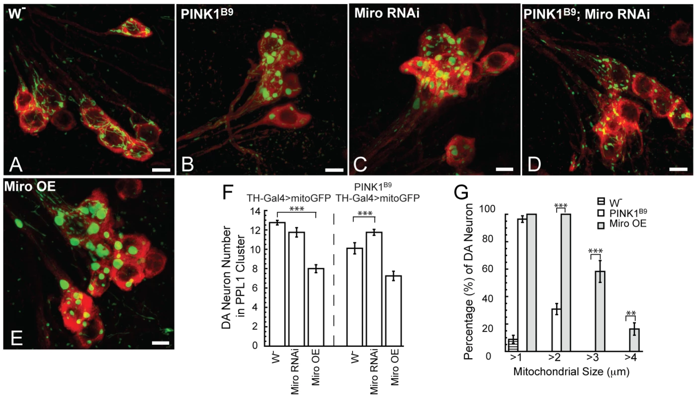 Genetic interaction between PINK1 and Miro in DA neurons.