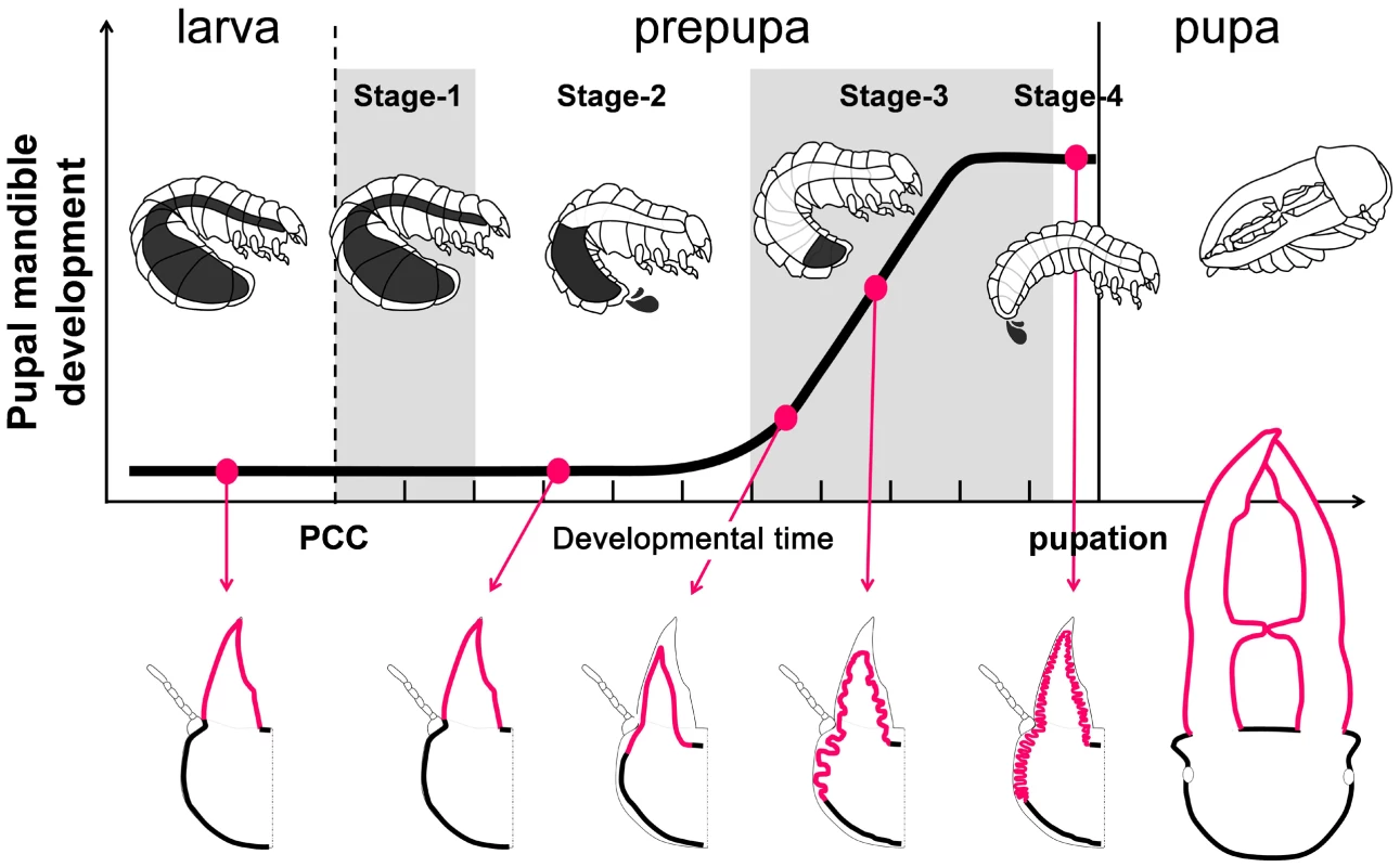 Developmental staging chart of prepupal development from the larval-prepupal transition to pupation.