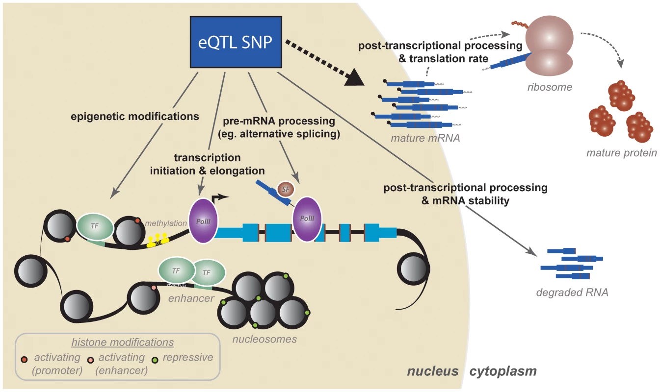 A cascade of regulatory mechanisms by which an eQTL SNP can affect gene expression.
