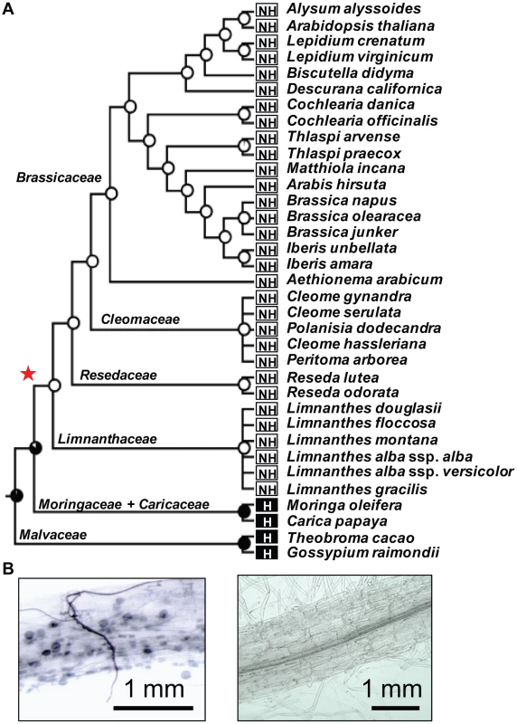 Loss of the arbuscular mycorrhizal (AM) symbiosis in the order Brassicales.