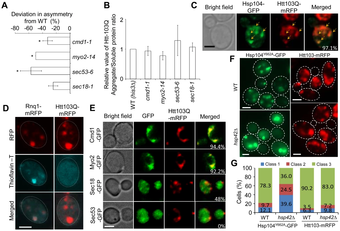 Htt103Q foci associate with Cmd1/Myo2/actin and require Cmd1, Myo2, and SEC genes for their mother cell-biased segregation.