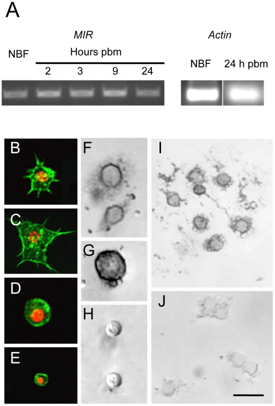 The <i>AaMIR</i> is expressed in granulocytes and oenocytoids of <i>A. aegypti</i>.