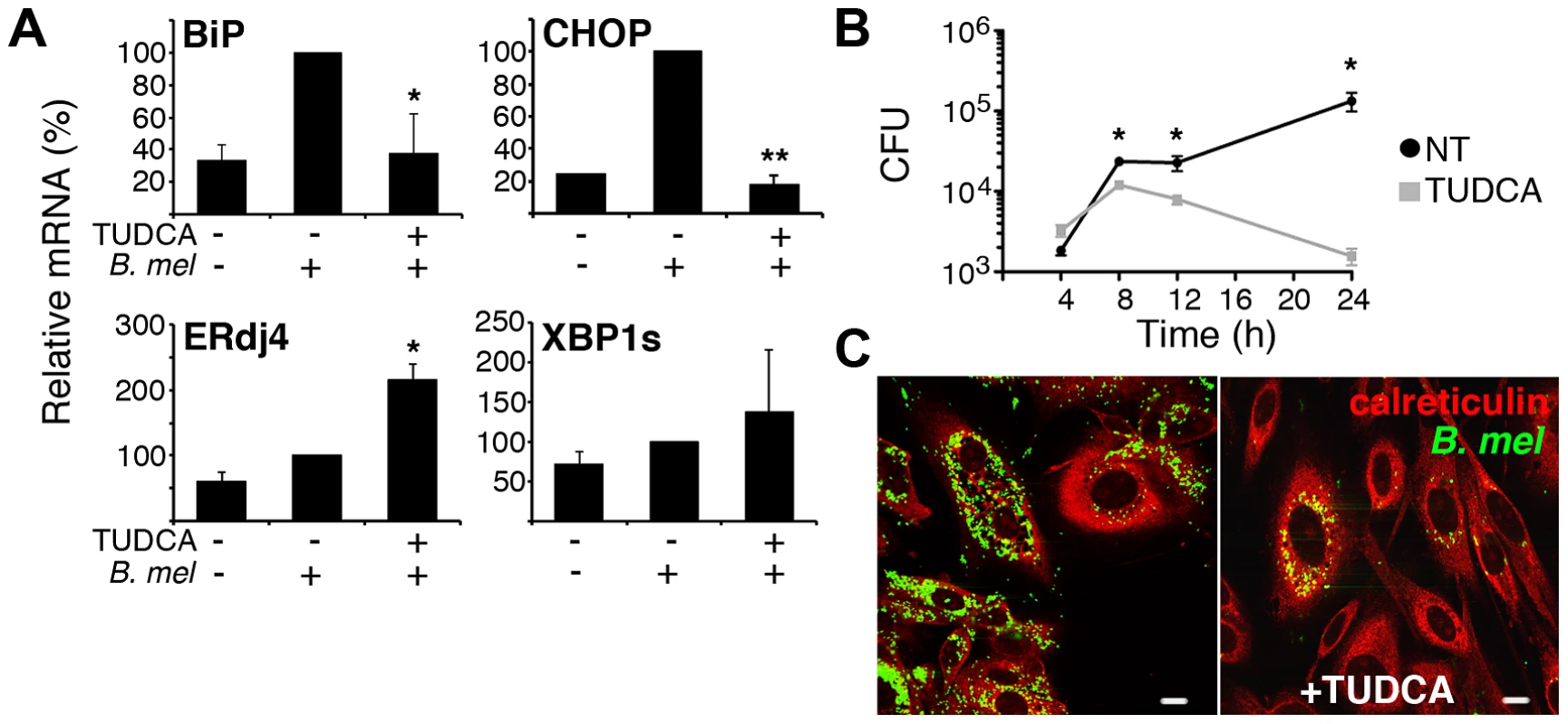 The chemical chaperone TUDCA inhibits BiP and CHOP induction and <i>Brucella</i> replication.