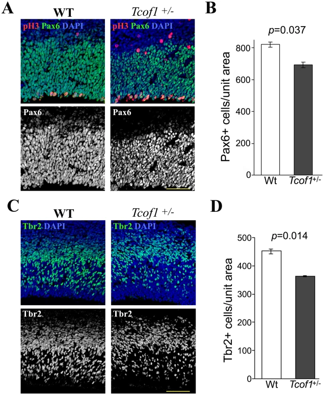 <i>Tcof1</i> deficiency affects the number of Pax6-positive apical progenitors and Tbr2-positive basal progenitor cells in the telencephalon.