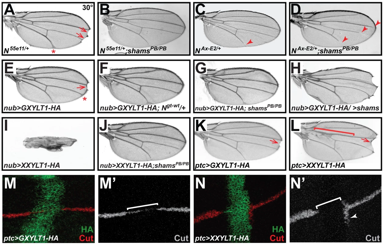Xylosyltransferases inhibit <i>Drosophila</i> Notch signaling.