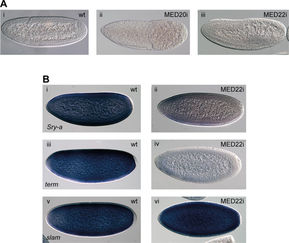 The Mediator subunits MED20 and MED22 phenocopy P-TEFb in early embryos.