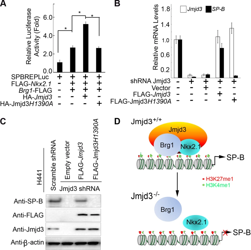 The demethylase activity of Jmjd3 is required for the regulation of <i>SP-B</i> expression.