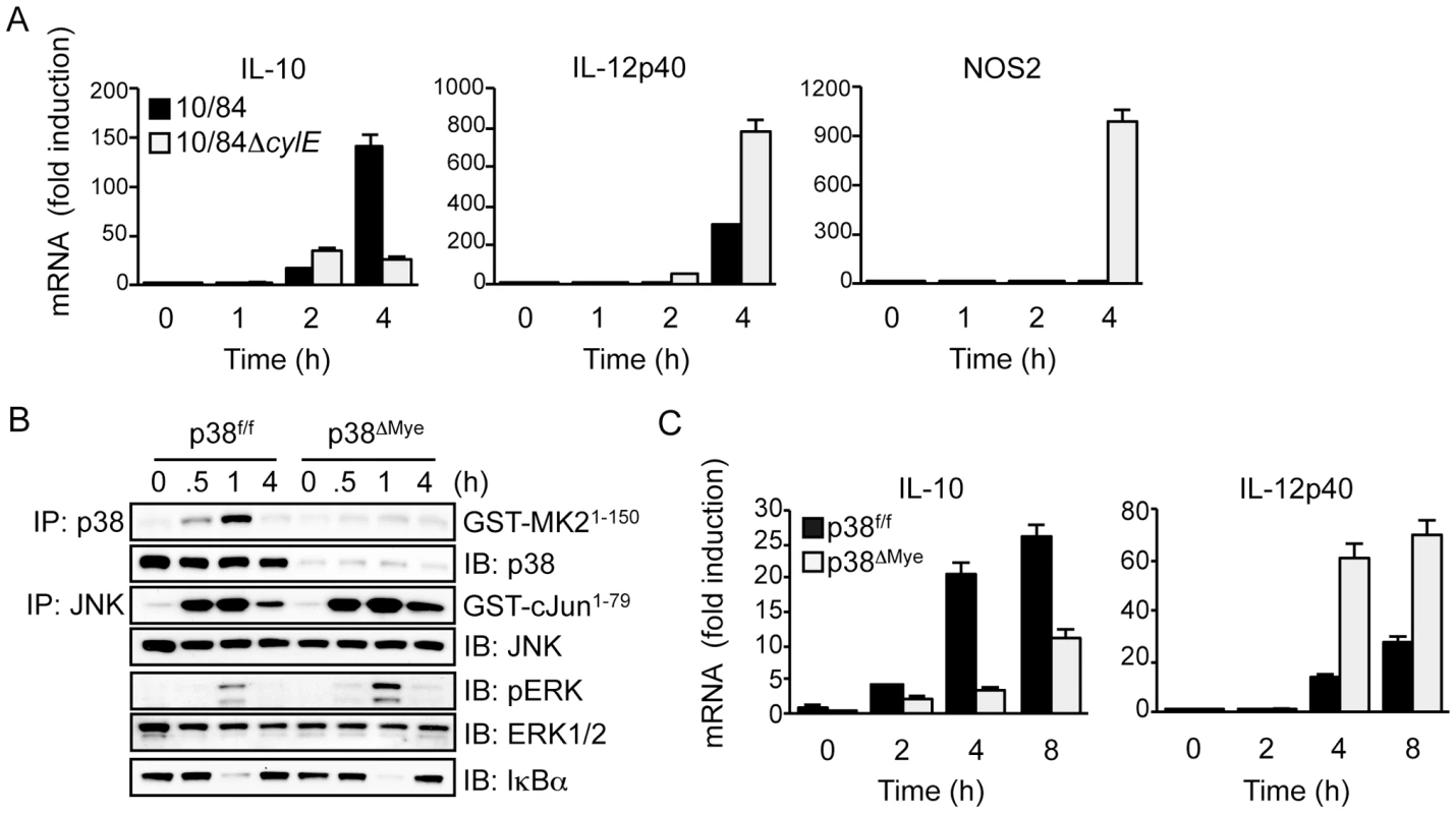 βh/c drives p38-dependent IL-10 expression in GBS-infected macrophages.