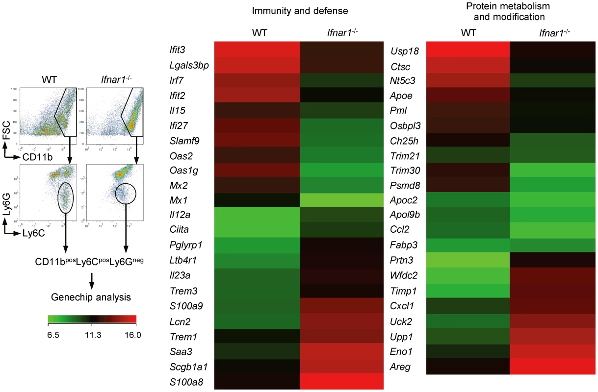 Monocytes of <i>Ifnar1</i><sup>−/−</sup> mice express different patterns of genes.