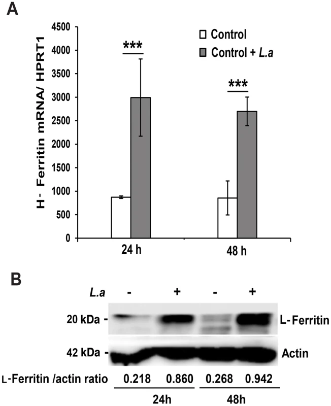 <i>L. amazonensis</i> infection causes iron accumulation and ferritin upregulation in macrophages.