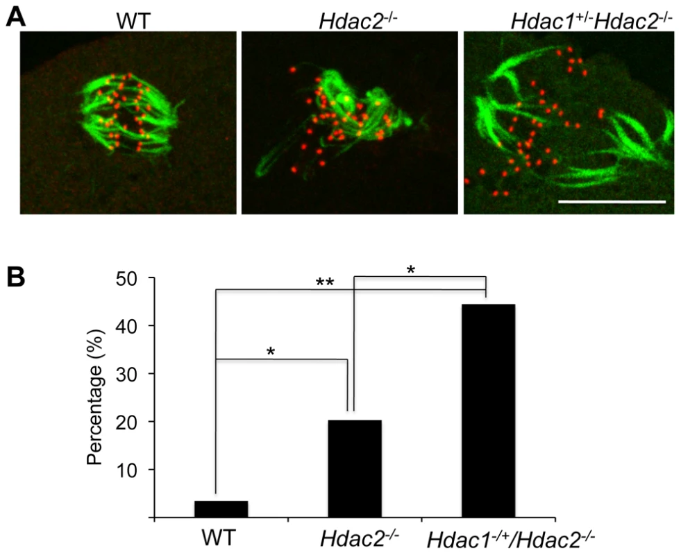 Loss of maternal HDAC2 impairs kinetochore-microtubule attachment in MI oocytes.