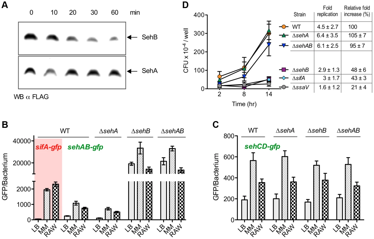 Regulation of <i>sehAB</i> and <i>sehCD</i> promoters and role of SehAB proteins in intracellular replication.