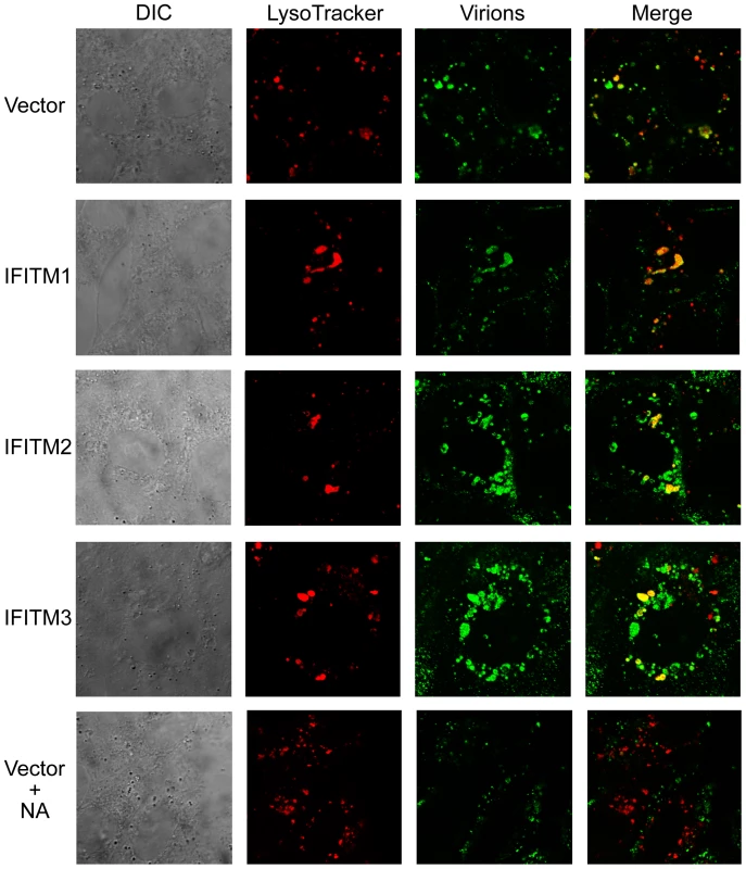 IFITM proteins do not interfere with virion access to acidic cellular compartments.