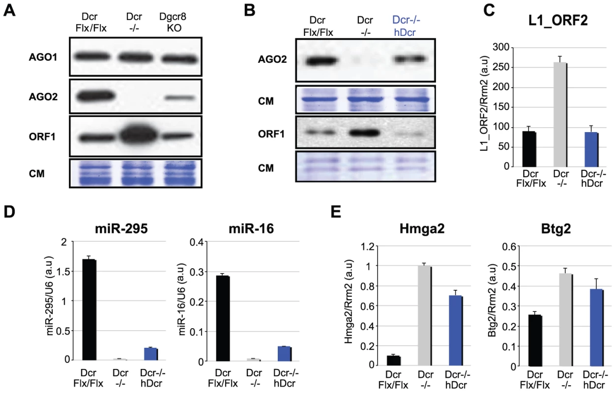 Rescue of L1 silencing in <i>hDcr</i>-complemented <i>Dcr</i><sup>−/−</sup> mESCs.