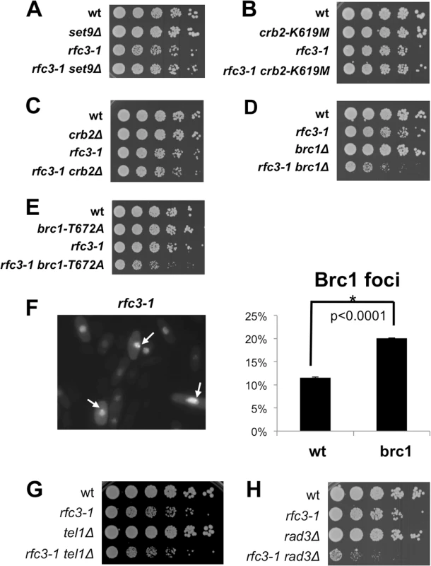 Brc1 binding to γH2A is critical in <i>rfc3-1</i> cells.