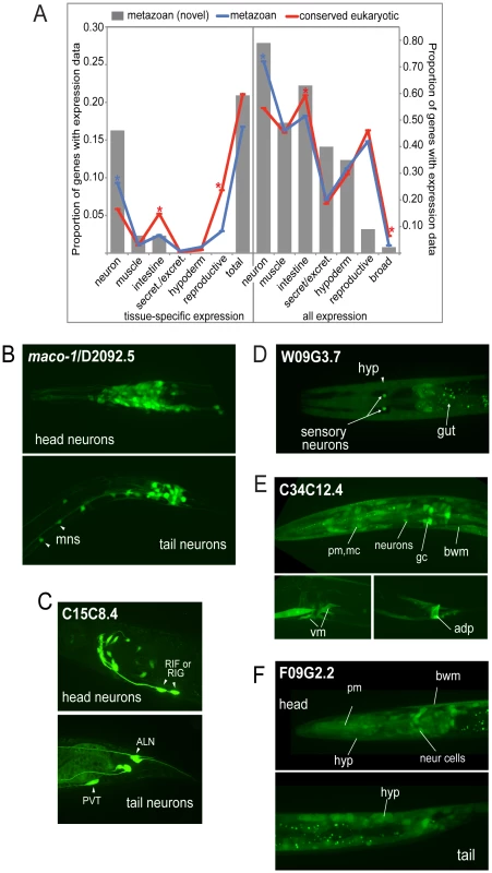 Expression patterns of metazoan-specific genes in <i>C. elegans</i>.