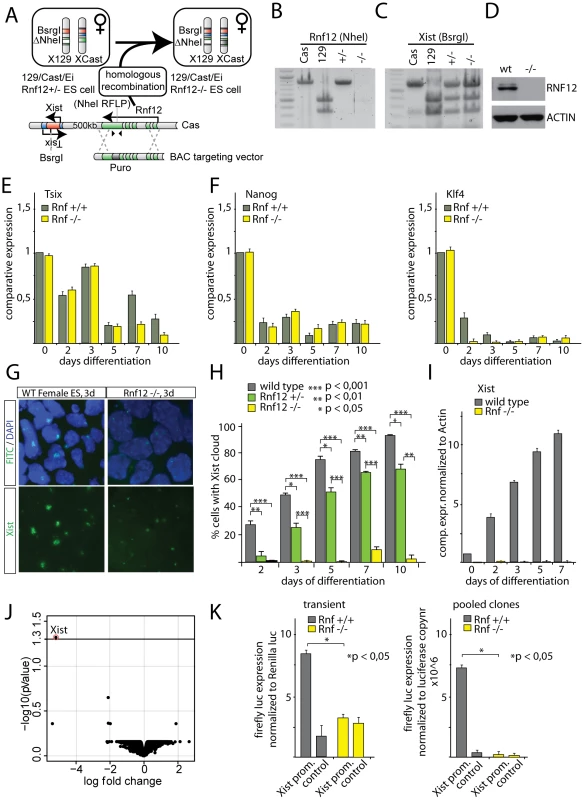 RNF12 is essential for XCI.