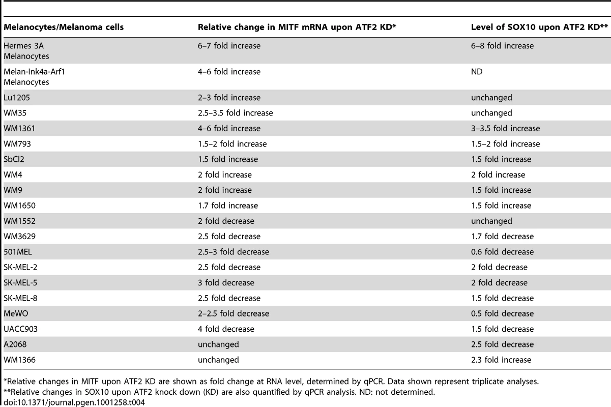 MITF and SOX10 mRNA levels in melanocytes and melanoma cell lines following ATF2 KD.