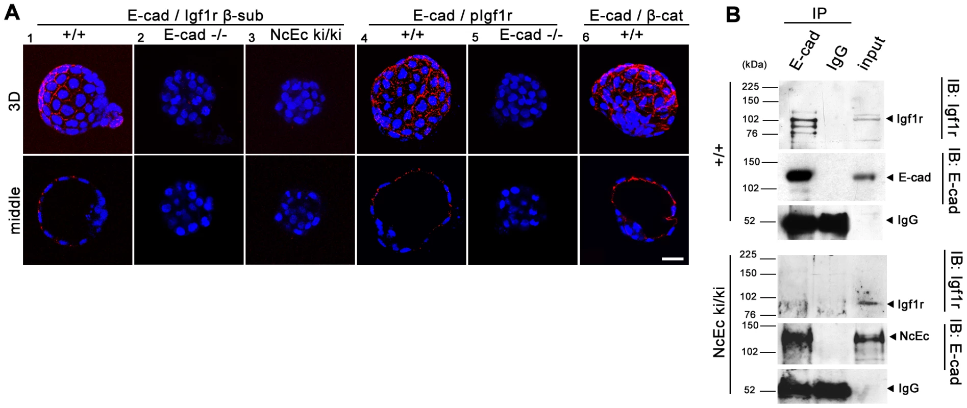 E-cad interacts with Igf1r and increases receptor activity in TE cells.