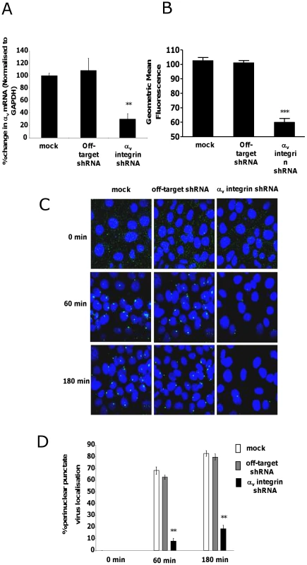 Effect of shRNA depletion of αv integrin on FX mediated Ad5 transport.