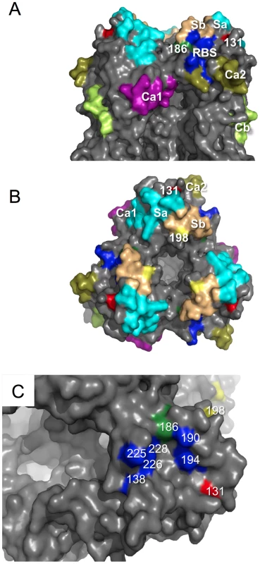 Structural analysis of amino acid mutations on the HA of ma-Ca/04.