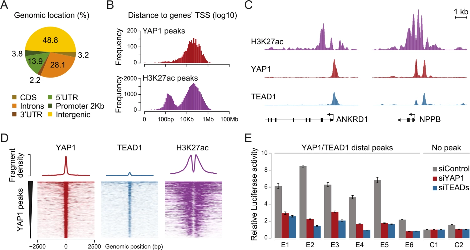 YAP1/TEAD1 associate with active enhancers.