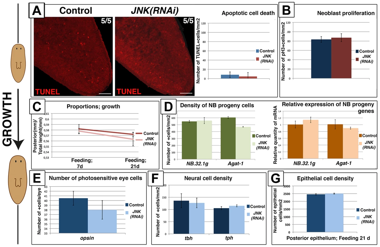 Remodeling during growth does not depend on JNK-dependent apoptotic cell death.