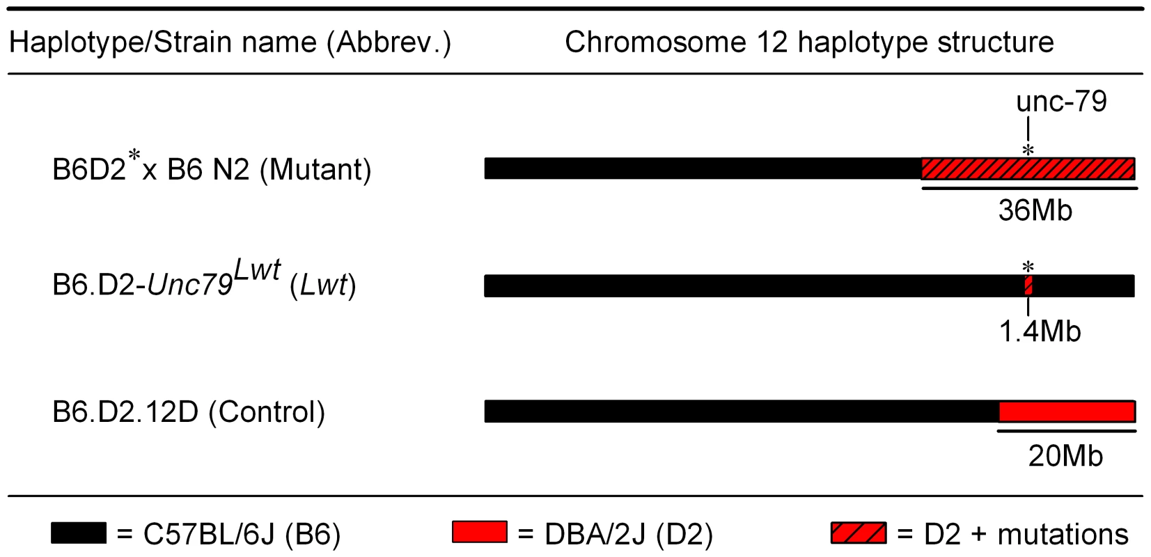 Chromosome 12 haplotype structure of animals used for behavioral testing.
