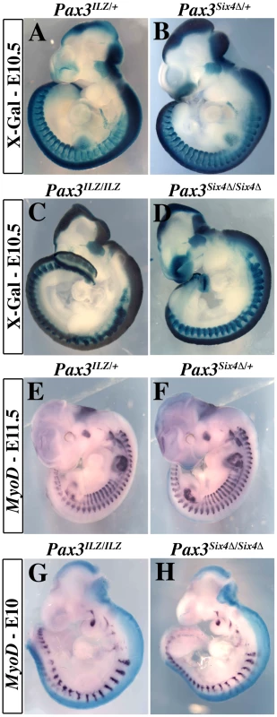 Expression of <i>Six4Δ</i> does not perturb normal embryonic development nor rescue <i>Pax3</i> mutant deficiencies.
