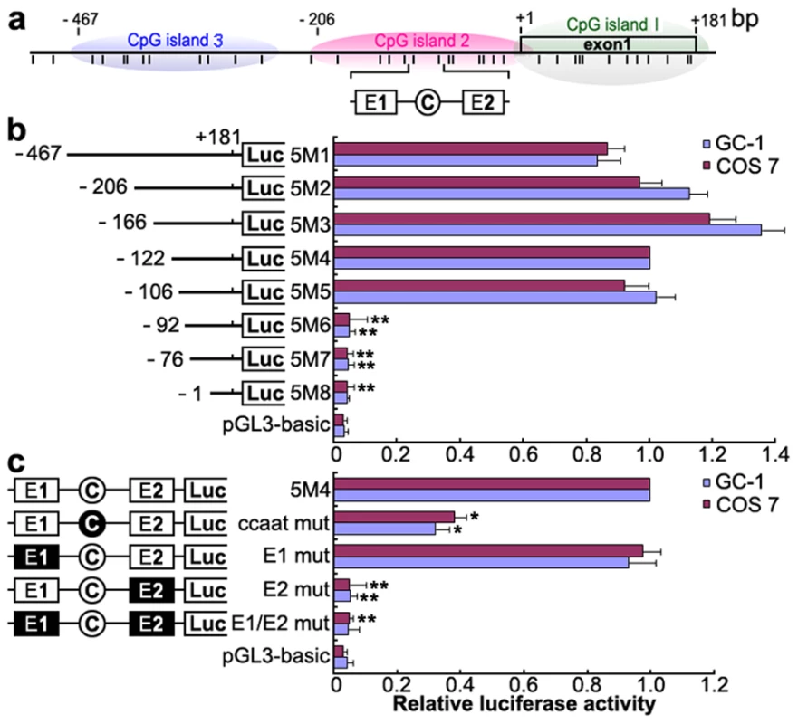 Deletion and point mutation analysis of the <i>Miwi</i> promoter.
