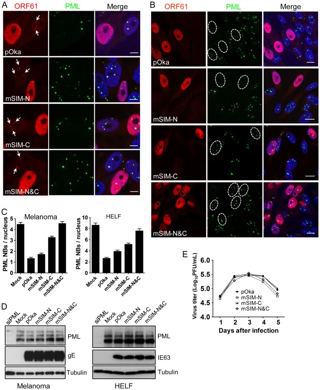 ORF61 SIMs are essential for PML NB disruption in VZV-infected cells but not required for VZV replication <i>in vitro</i>.