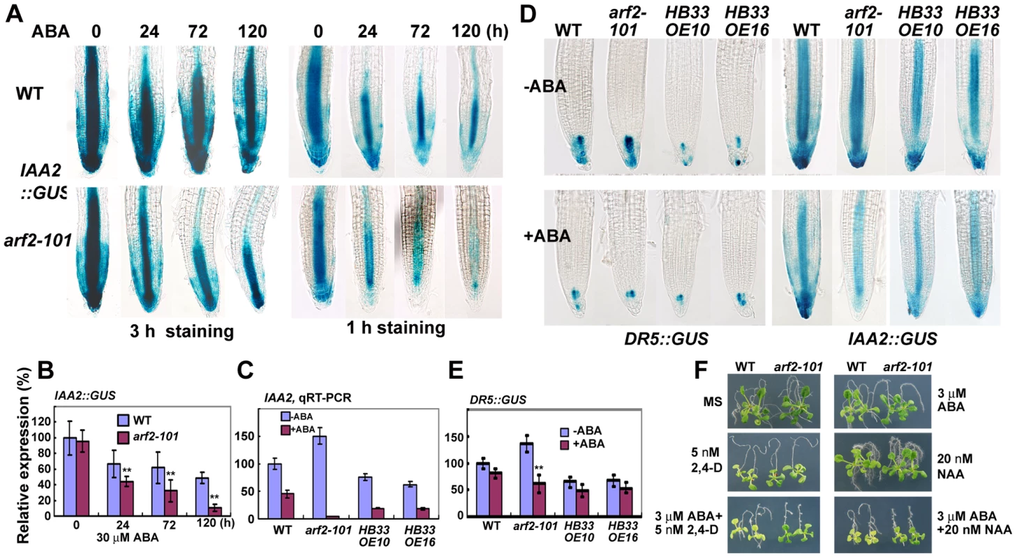 ABA treatment altered the auxin distribution or auxin signal in the root tips.