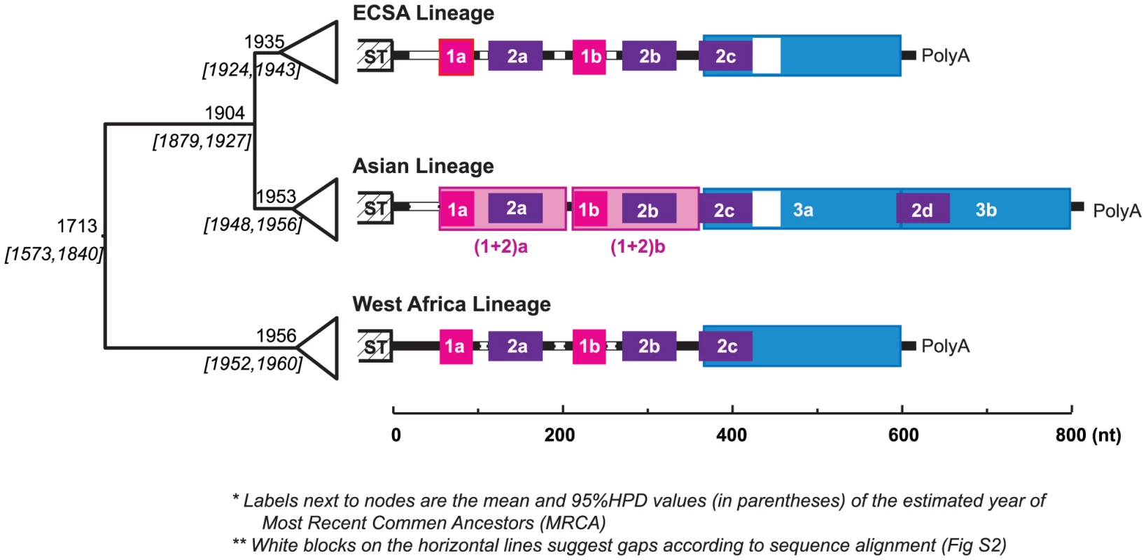 Evolution history and lineage-specific structures of the CHIKV 3′UTR.