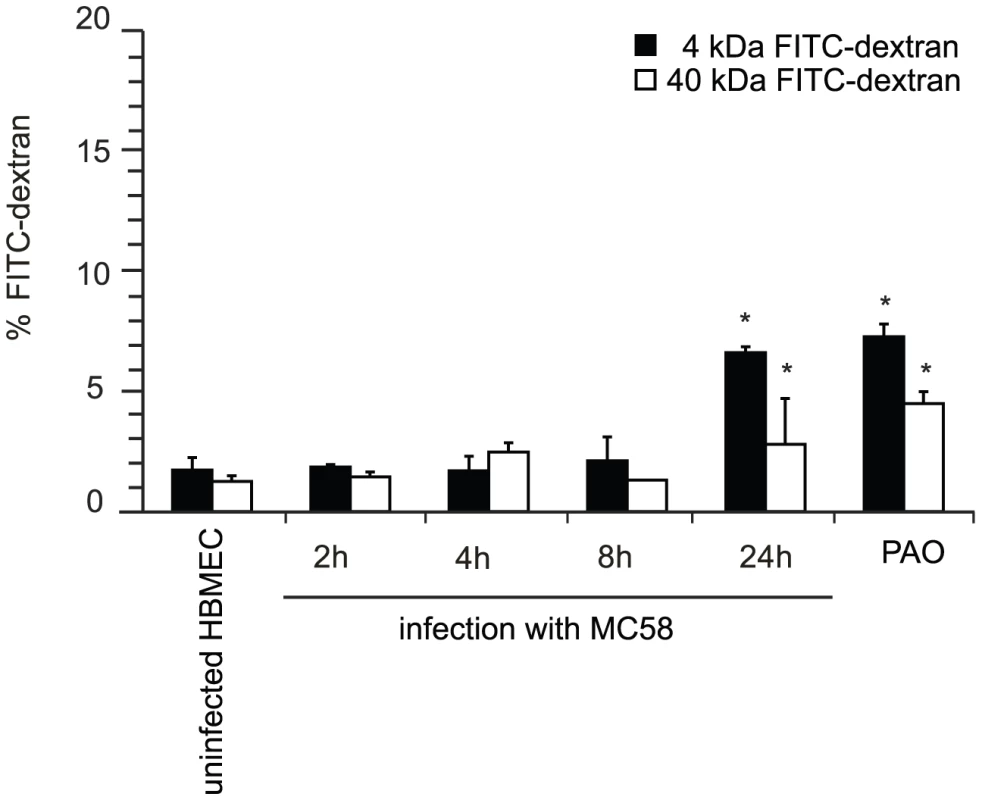 <i>N. meningitidis</i> infection alters the paracellular permeability of HBMEC.