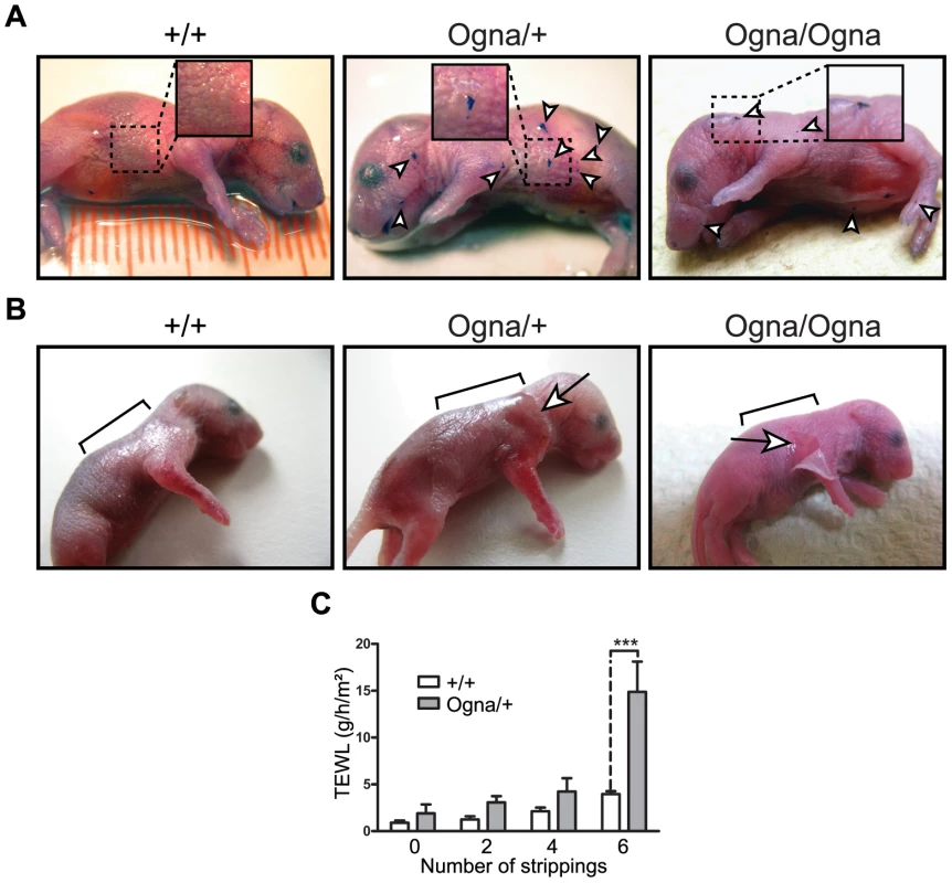 Phenotypical analysis of Ogna mice.