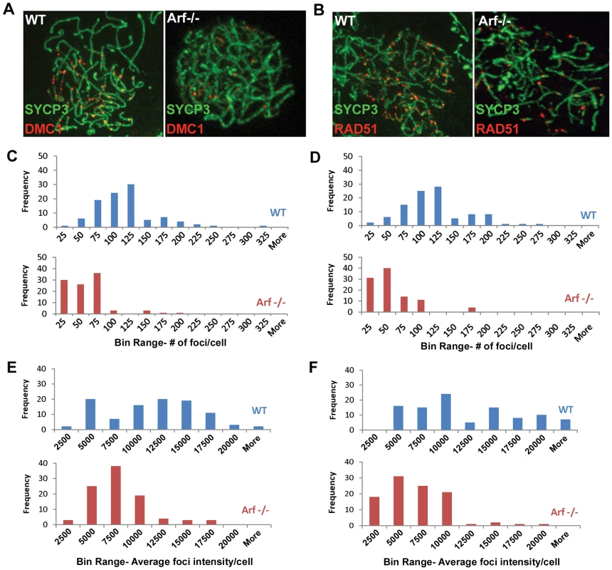 Diminished Dmc1/Rad51 focus formation in <i>Arf</i>-deficient spermatocytes.