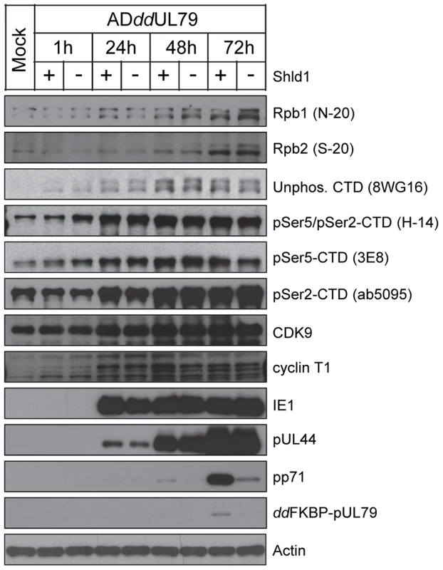 pUL79 does not alter protein accumulations of RNAP II.