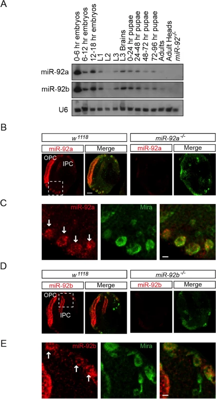 Expression profile of miR-92a and miR-92b in third Instar larval brain.