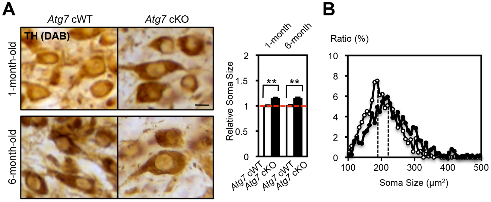 Enlarged soma size in TH-positive DA neurons of <i>Atg7</i> cKO mice.