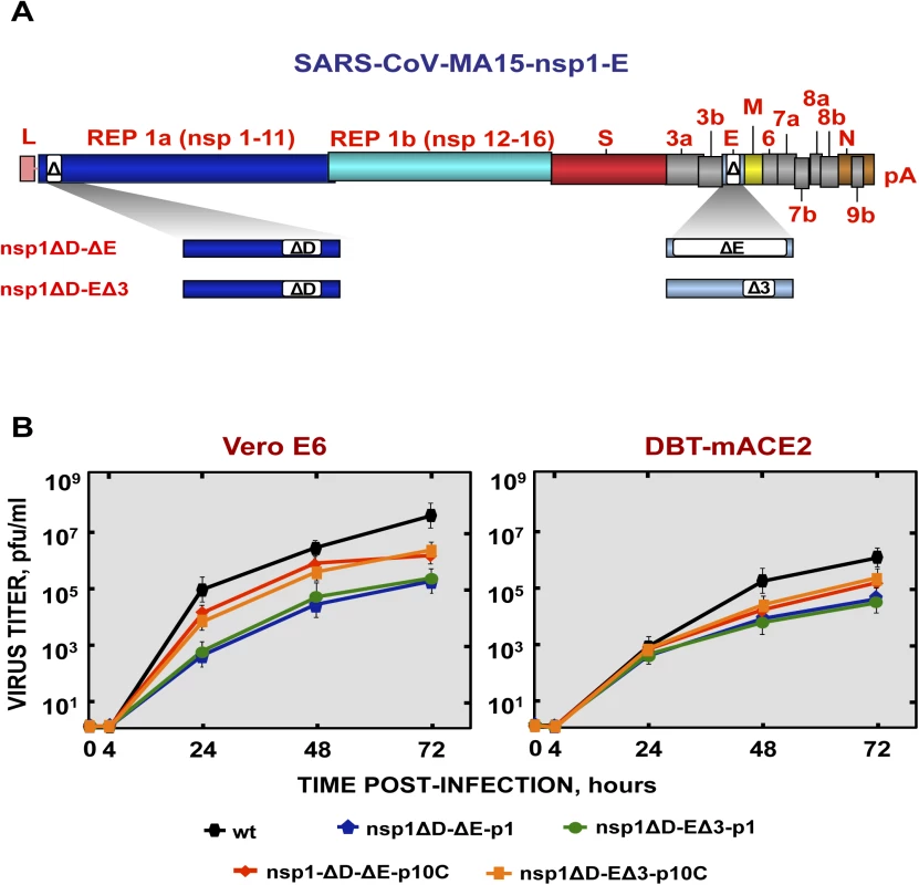 Generation and growth kinetics of SARS-CoV mutants with deletions in both nsp1 and E genes.