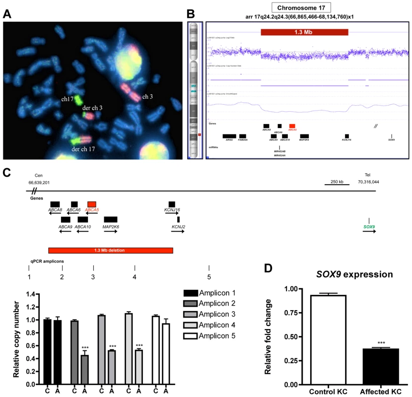 Cytogenetic analyses, breakpoint mapping, and copy number variant analysis in a sporadic case of CGH revealed a t3;17 translocation that leads to a cryptic 1.3 Mb deletion of chr17q24.2-24.3, and <i>SOX9</i> expression is reduced in patient keratinocytes.