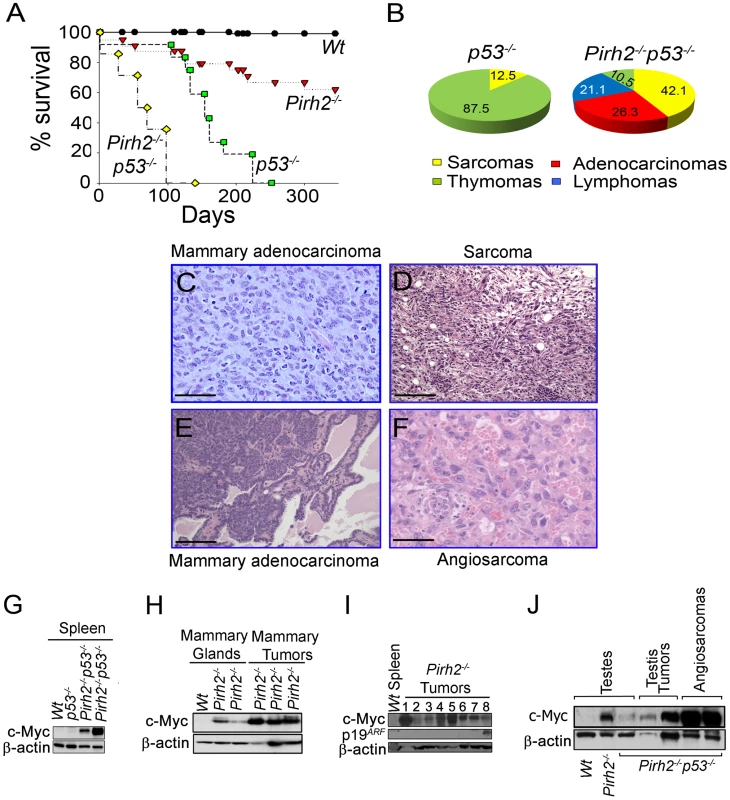 Pirh2 Is a Tumor Suppressor That Collaborates with p53 in Suppressing Cancer.