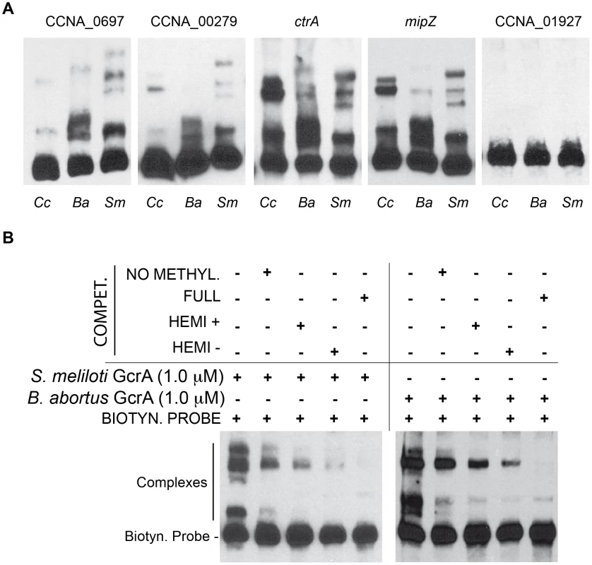 GcrAs in <i>Alphaproteobacteria</i> conserve specificity and GAnTC methylation-dependency.