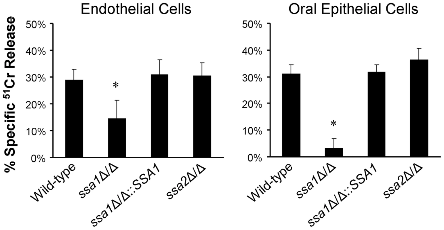 Ssa1 is necessary for <i>C. albicans</i> to cause maximal damage to endothelial cells and an oral epithelial cell line.