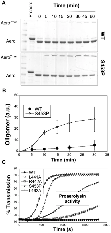 Effect of the S453P mutation on oligomerization and activity.